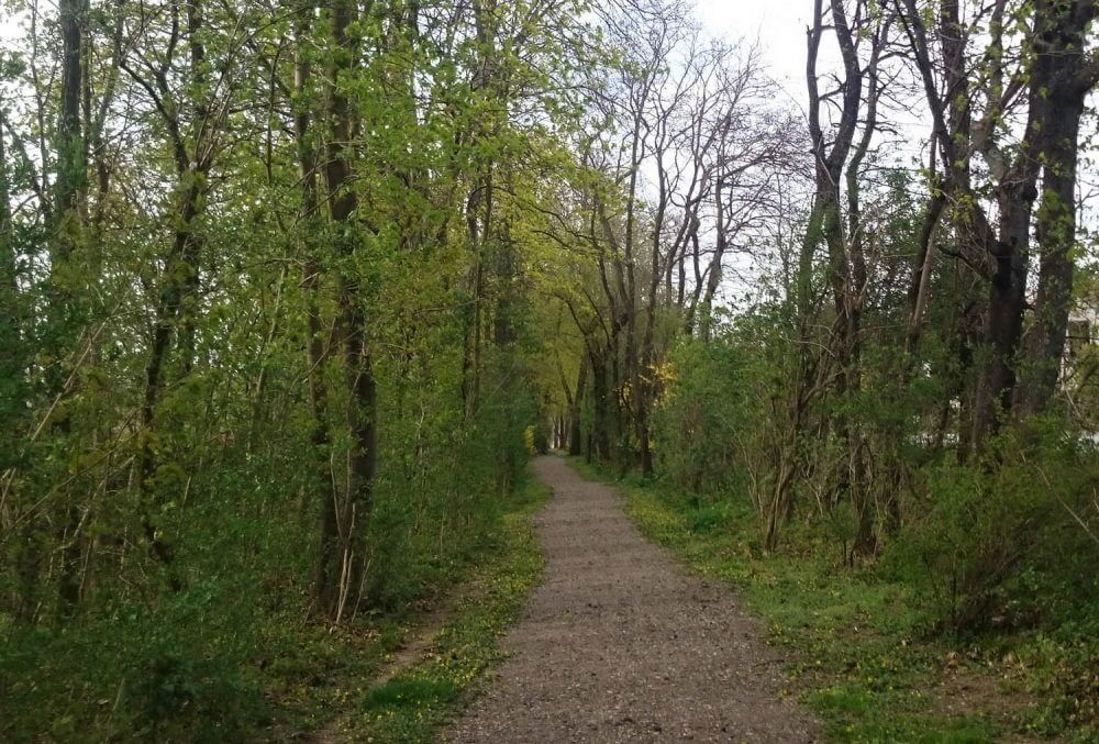 der Weg im Wald