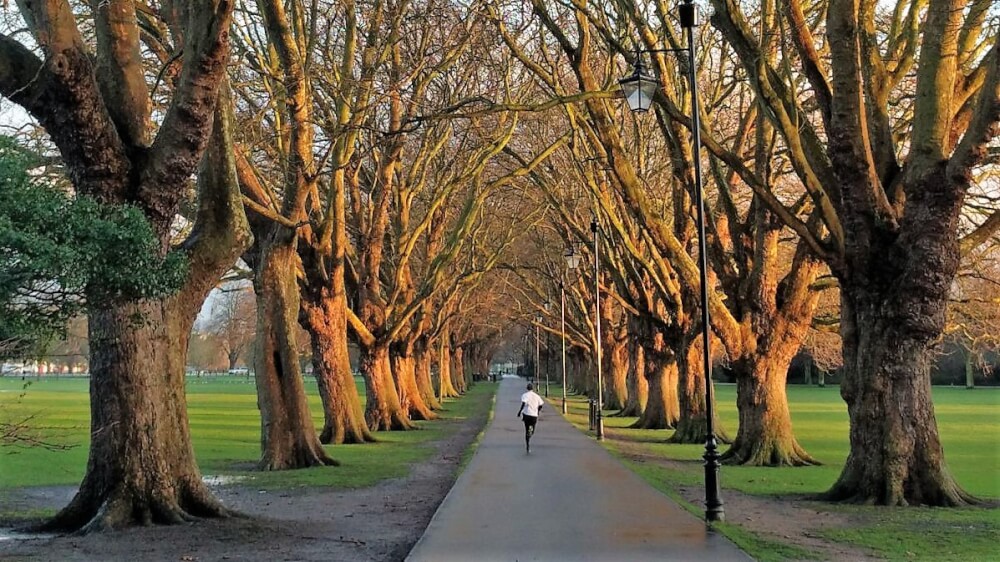 Baum Allee