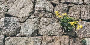 Growth, flower achieving to go through the wall